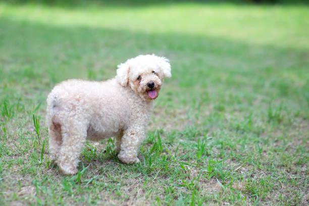 istock Poodle toy dog stroll 1174843438