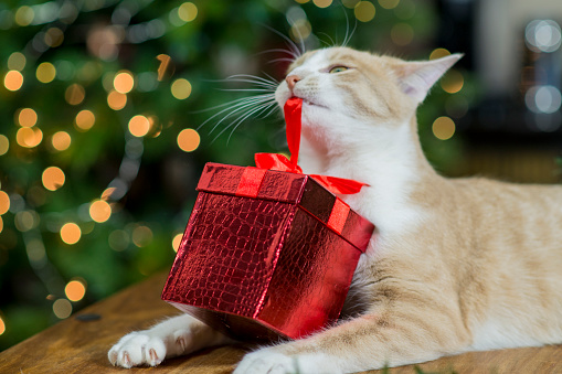 Cute orange pet cat pulling the ribbon to open a wrapped gift in front of a decorated Christmas tree during the holidays.