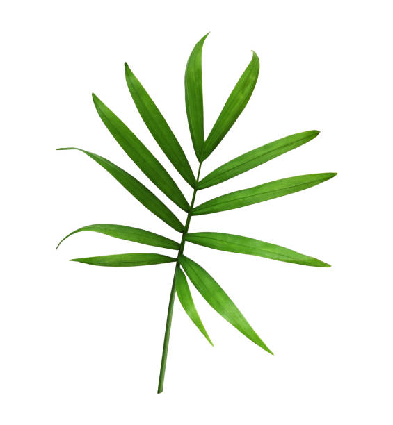 istock Green leaf of chameadorea palm isolated on white 1174844504