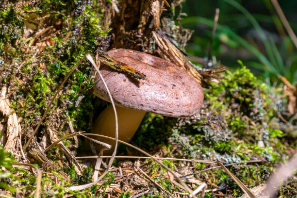 istock Mushroom Mlecnik, conditionally edible 1174844586