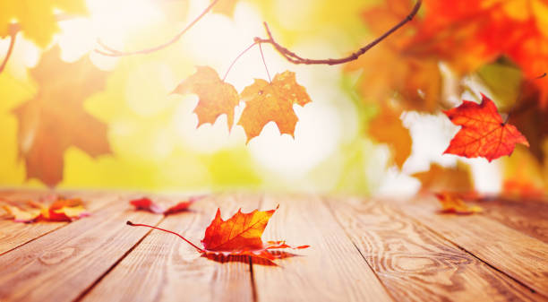 istock trees with multicolored leaves on the grass in the park 1174844603