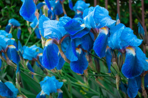 istock Bright colorful blossoming blue spring summer iris flowers 1174846914