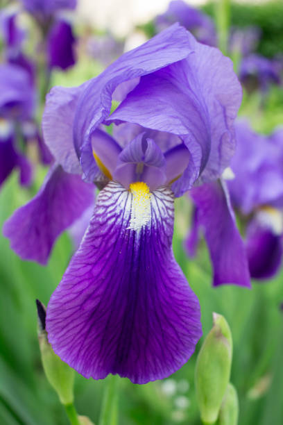 istock Bright blossoming spring summer garden purple iris flower 1174846963