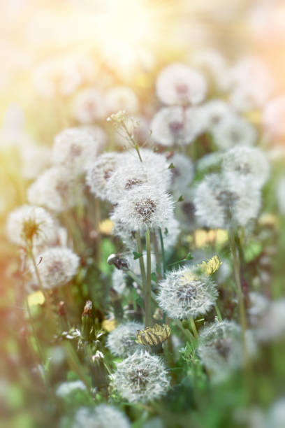 istock Dandelion seeds in meadow, beautiful nature in spring 1174847329