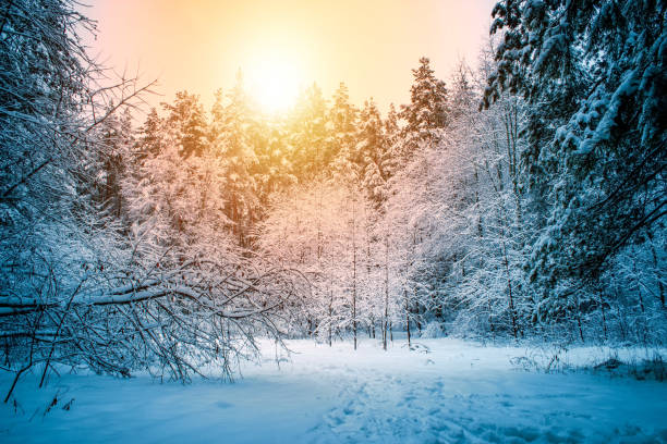 istock Beautiful winter landscape with snow covered trees in sunny day. 1174847331