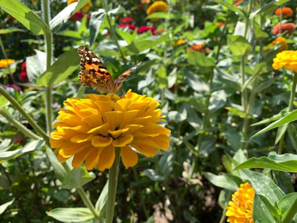 Butterfly on yellow flower