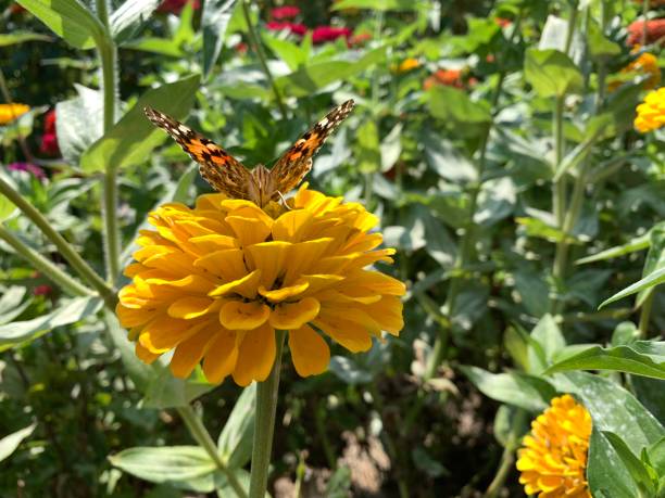 istock Butterfly on yellow flower 1174848157