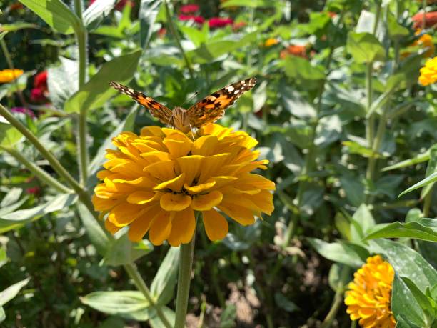 istock Butterfly on yellow flower 1174848160