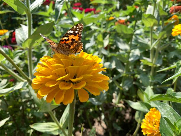 istock Butterfly on yellow flower 1174848164