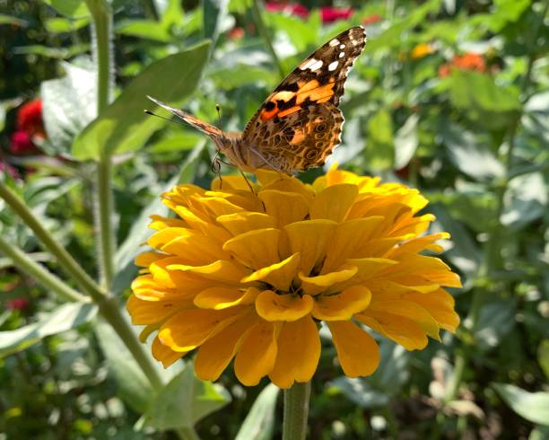 istock Butterfly on yellow flower 1174848168