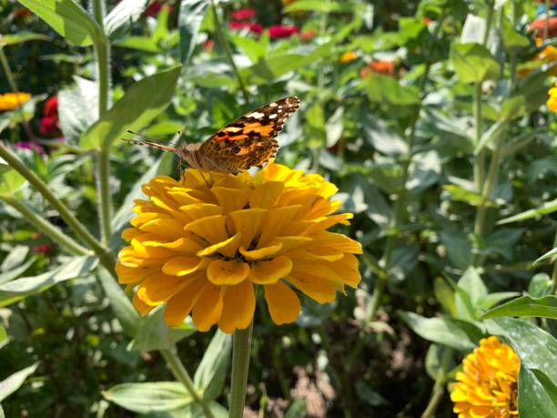 istock Butterfly on yellow flower 1174848176