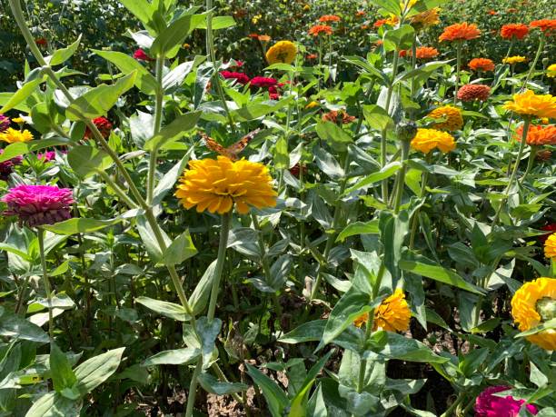 istock Butterfly on yellow flower 1174848184