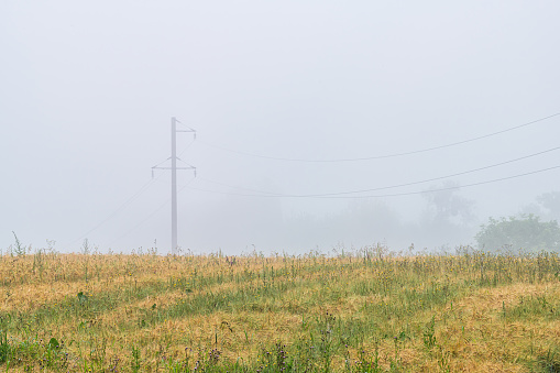Fog foggy weather or mist moving over wheat farm field in morning, ears weeds and wild flowers or wildflowers shaking and moving in wind