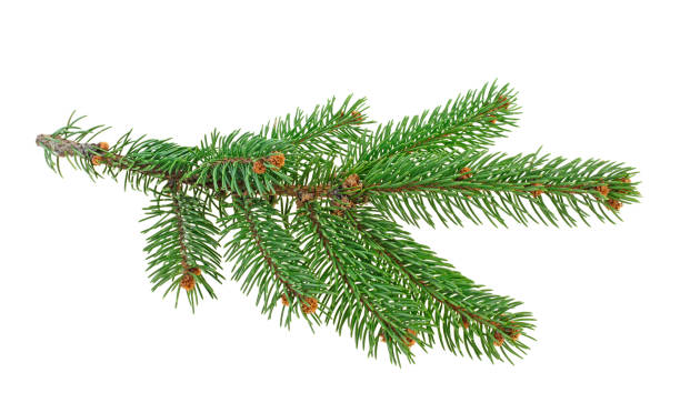 istock Branch of Christmas tree isolated on white background 1174849444