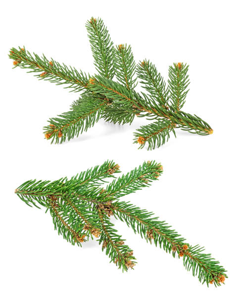 istock Two twig of Christmas tree isolated on a white background 1174849517