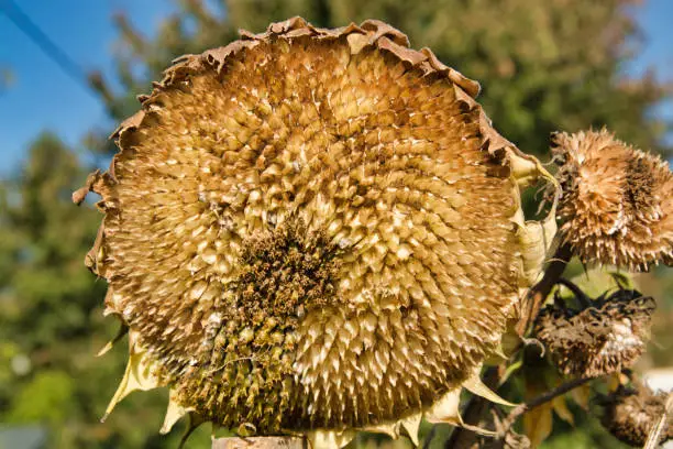 Close up on the dried flower head and oil rich seeds of a sunflower ready to be harvested in autumn outdoors in a farm field