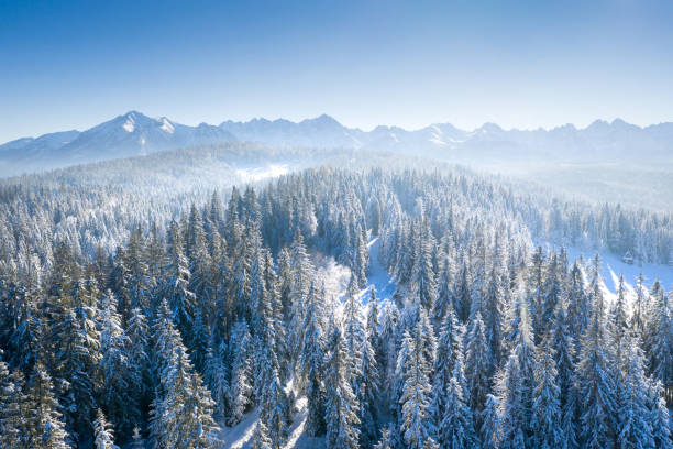 istock Sunny Christmas nature 1174850703