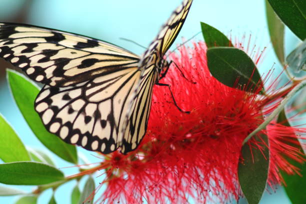 istock Two paper kite butterfly on red exotic flower. 1174851035