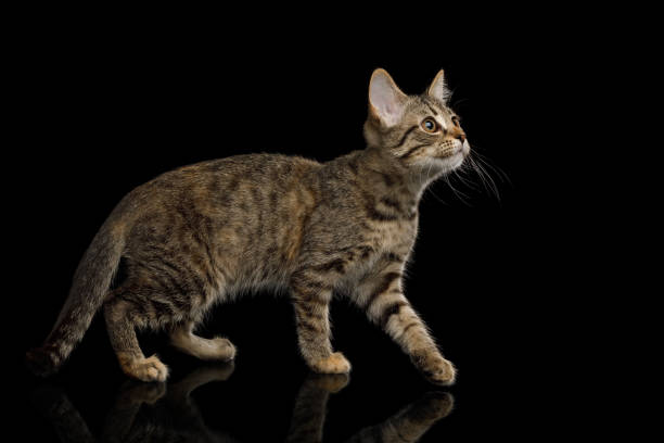 istock Brown Mix-breed Kitten on isolated black background 1174852053