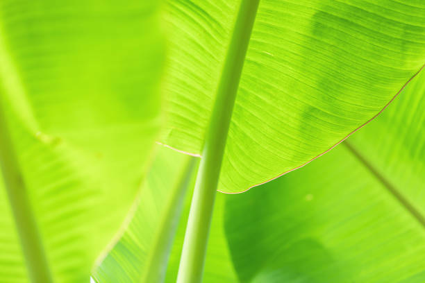 istock natural green banana leaf in selective focusing 1174852365