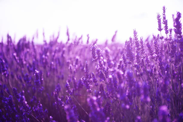 fiori di lavanda al tramonto in provenza, francia. - flower nobody europe lavender coloured foto e immagini stock