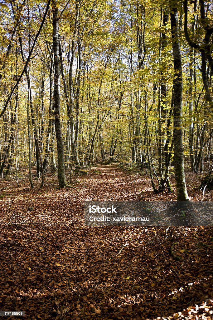 Pista en el bosque - Foto de stock de Abeto Picea libre de derechos