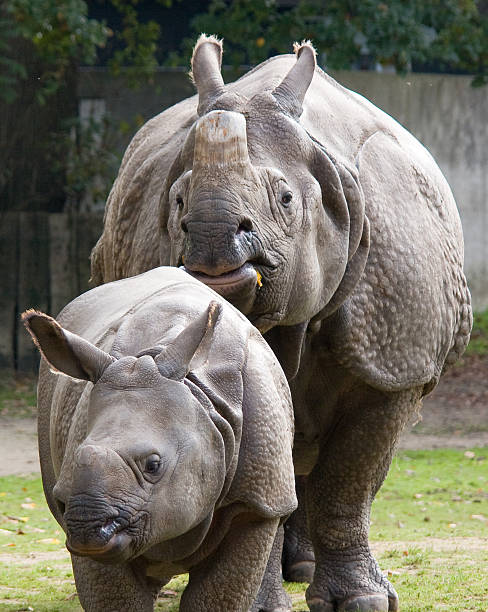 istock female indian rhinoceros with calf 117485538