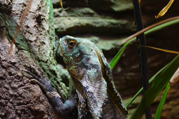 istock nice colorful agama portrait on branc 1174855750