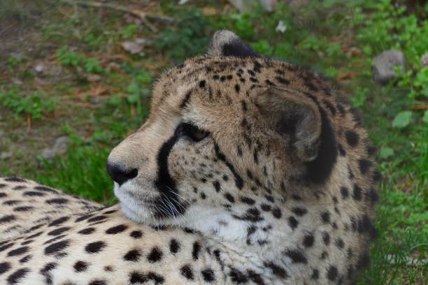 istock nice female laying chetah portrait 1174855934