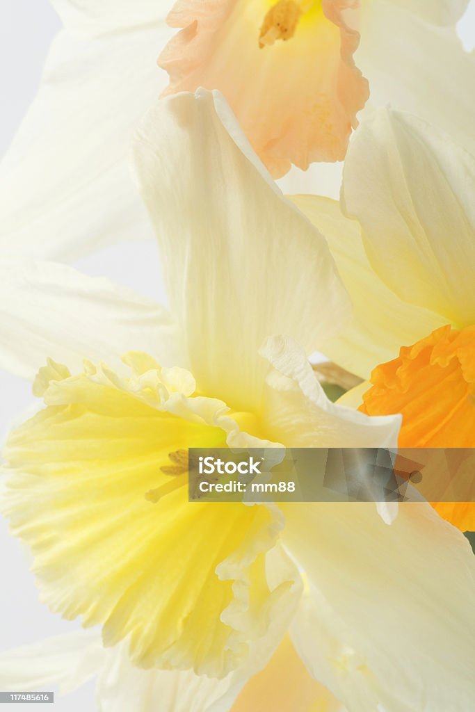 Fiori di Narciso - Foto stock royalty-free di Fotografia da studio