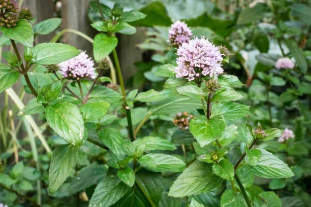 정원에서 꽃 페퍼민트 (멘타 파이프리타) 식물 - mint tea tea peppermint mint 뉴스 사진 이미지