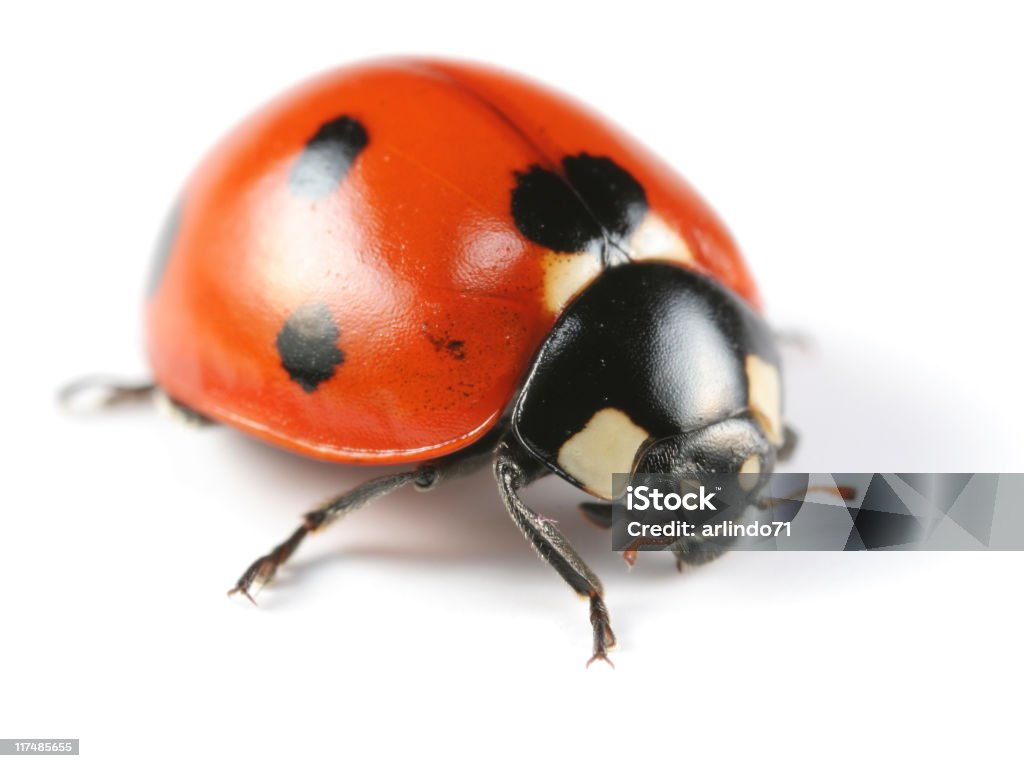 Sette a coccinella - Foto stock royalty-free di Animale