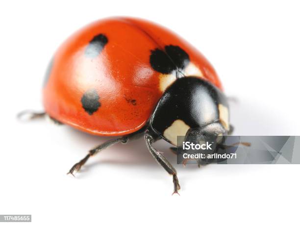 Sette A Coccinella - Fotografie stock e altre immagini di Animale - Animale, Arancione, Close-up