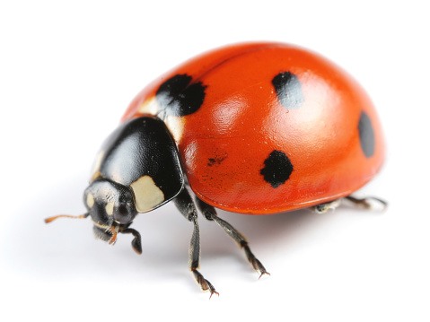 Seven-spot ladybug / ladybird (Coccinella septempunctata) hunts aphid.