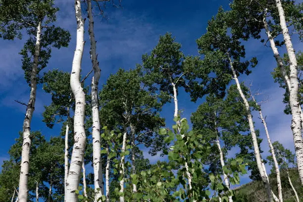 The Pando Clone, an aspen colony, is the heaviest living organism on earth.