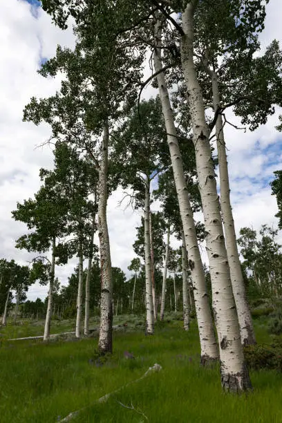 The Pando Clone, an aspen colony, is the heaviest living organism on earth.