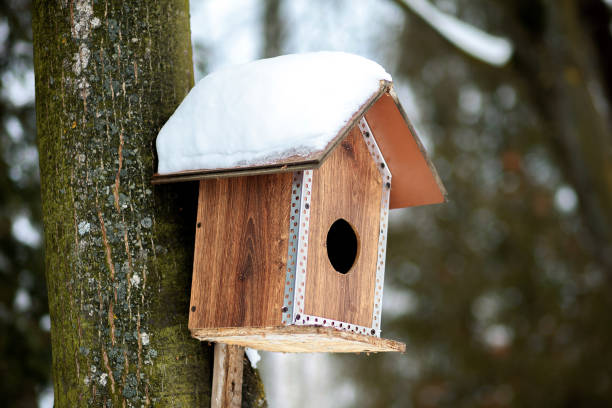 istock Feeder for birds in snow in winter forest 1174859611