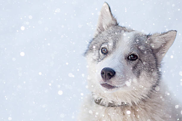 A Husky breed dog looks directly at camera in a close-up portrait emphasizing the blue and brown eye.