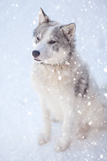 istock Husky dog grey and white colour with blue eyes in winter 1174859983