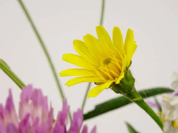 Photo of Bouquet of wildflowers on a black background, cat's-ear, field scabious, clover, yarrow