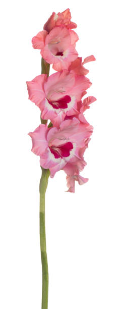 flor aislada - gladiolus single flower isolated white fotografías e imágenes de stock