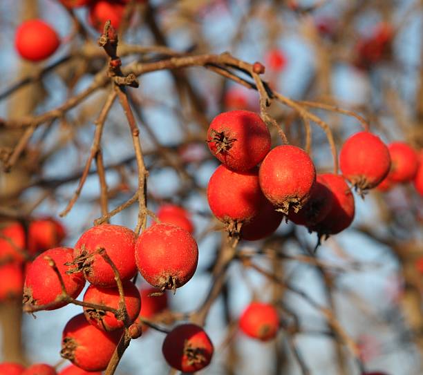 Red rowan berries stock photo