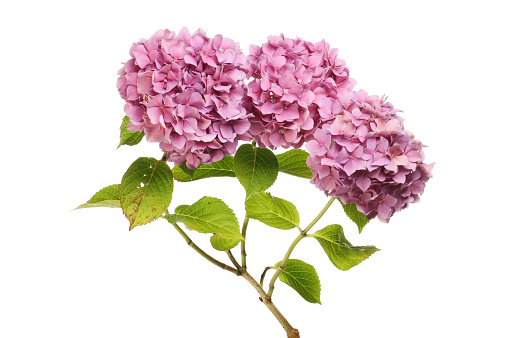 Pink hydrangea flowers and foliage isolated against white