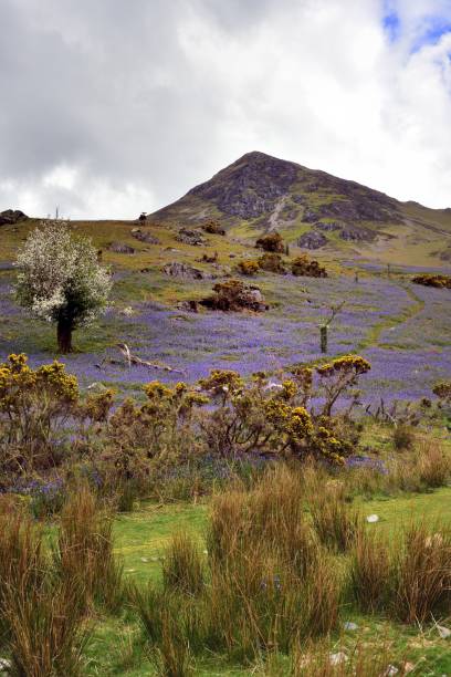istock Tourists and the Rannerdale Blue Bells 1174863349