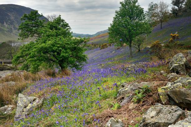istock Tourists and the Rannerdale Blue Bells 1174863409