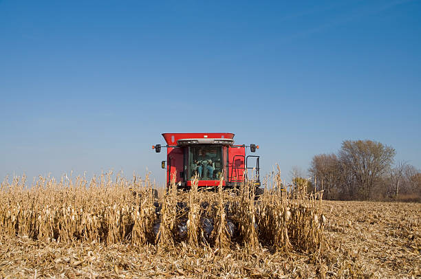 Corn Harvesting in Iowa stock photo