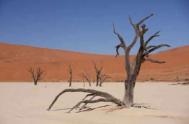 500 year old camelthorn trees in front of a dune at dead vlei (sossusvlei), namib desert, namibia