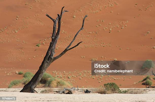 Dead Vlei Stock Photo - Download Image Now - Africa, Arid Climate, Camelthorn Tree