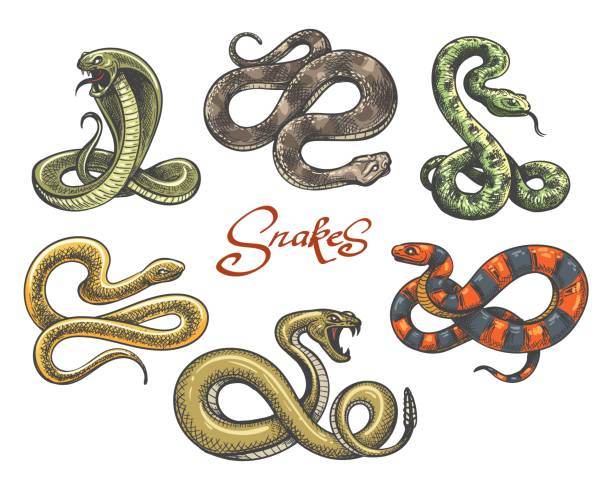 ilustraciones, imágenes clip art, dibujos animados e iconos de stock de conjunto de tatuajes de serpientes - snake rattlesnake poisonous organism fang