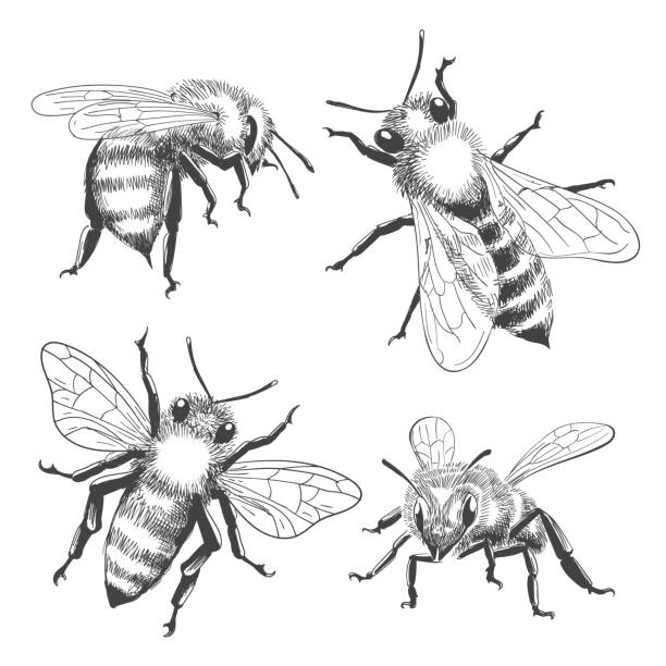 ilustrações de stock, clip art, desenhos animados e ícones de bee engravings set - abelha de mel ilustrações